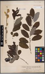Foto von Salix cinerea L.